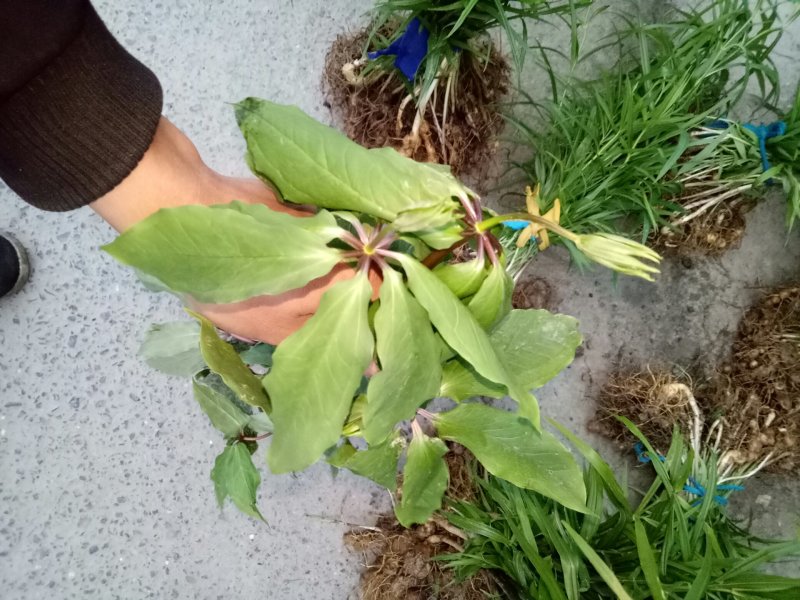 黄精种苗