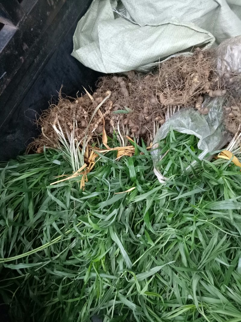 黄精种苗
