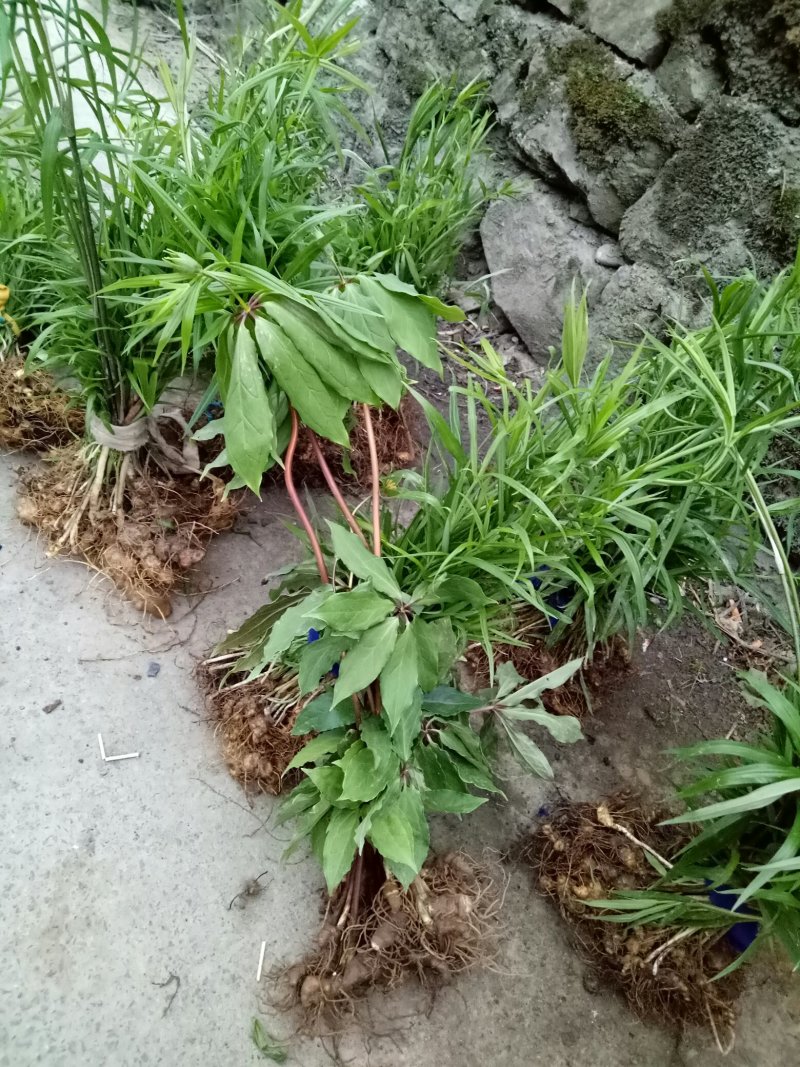 黄精种苗