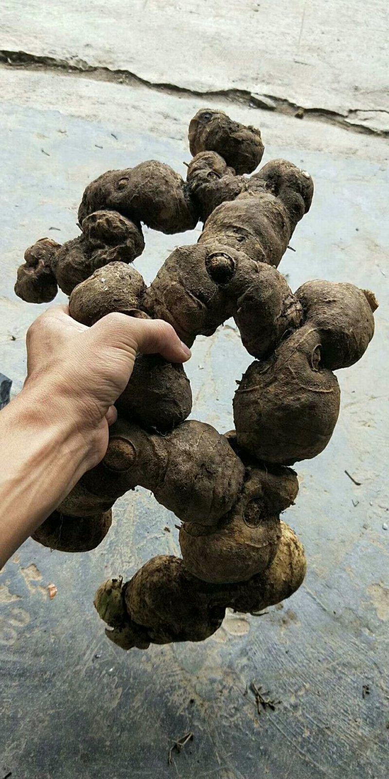 黄精种苗