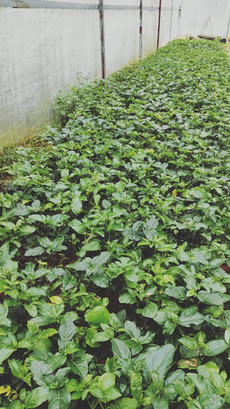 特价包邮热卖黄金百香果苗纯甜芭乐味黄金百香果苗