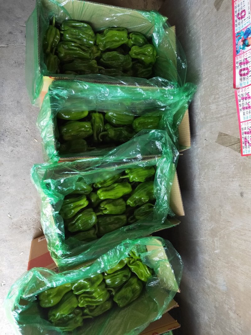 麻辣椒鲜辣椒质量好刚上市产地代办。