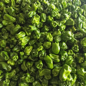 麻辣椒鲜辣椒质量好刚上市产地代办。