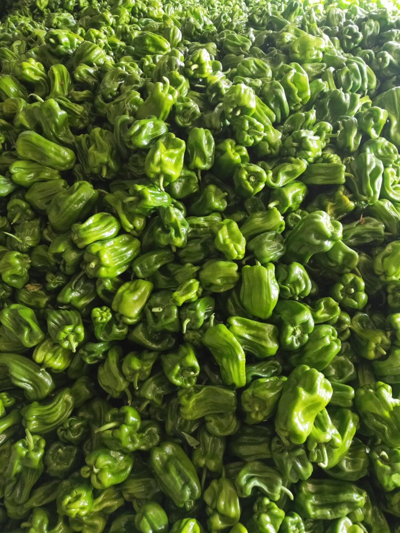 麻辣椒鲜辣椒质量好刚上市产地代办。