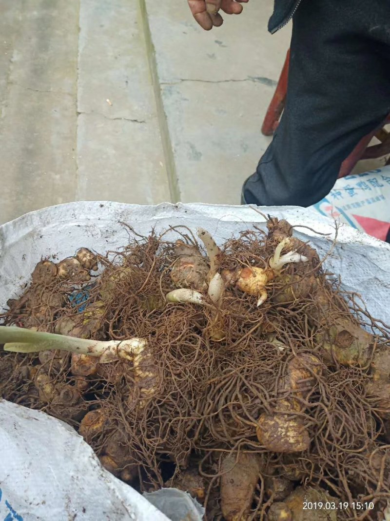 黄精种苗，基地直供