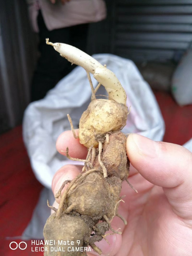 黄精种苗，基地直供