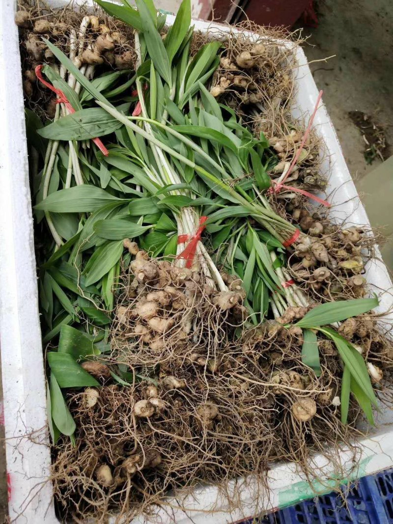 黄精种苗，基地直供