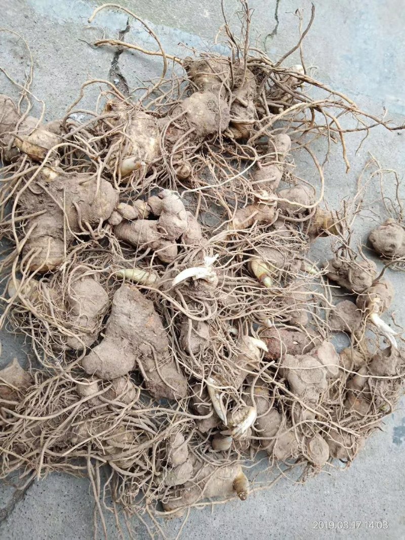 黄精种苗，基地直供