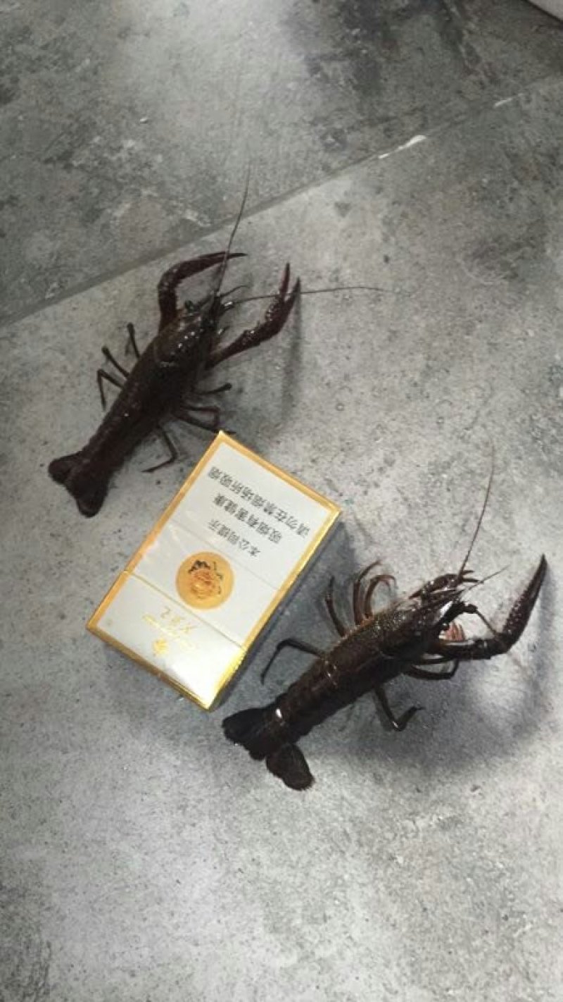 各种规格小龙虾
