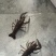 各种规格小龙虾