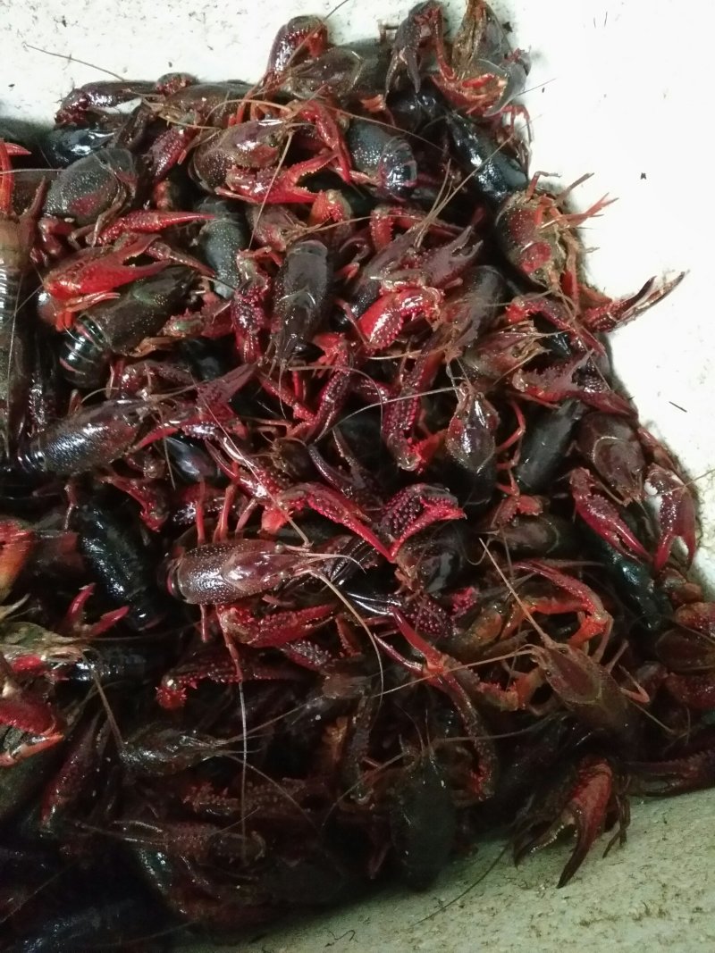 各种规格小龙虾
