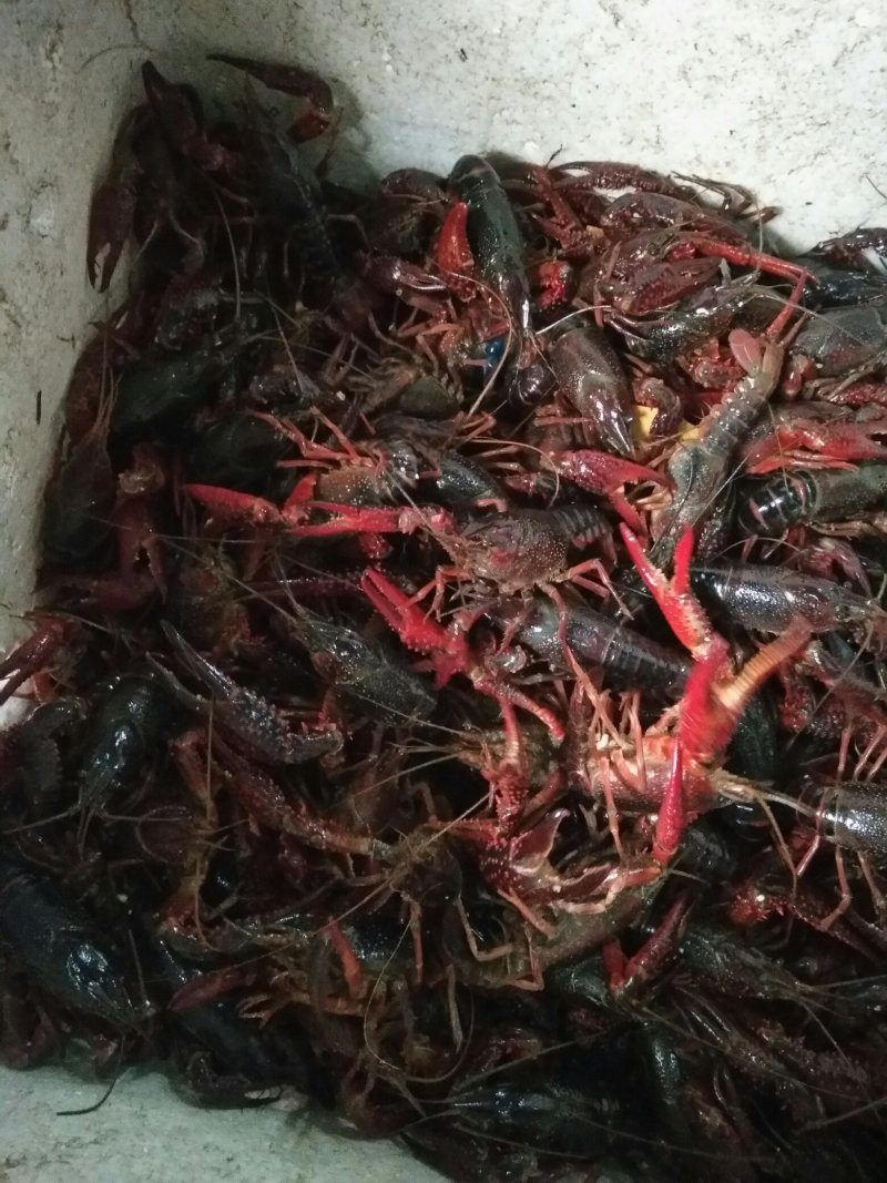 各种规格小龙虾