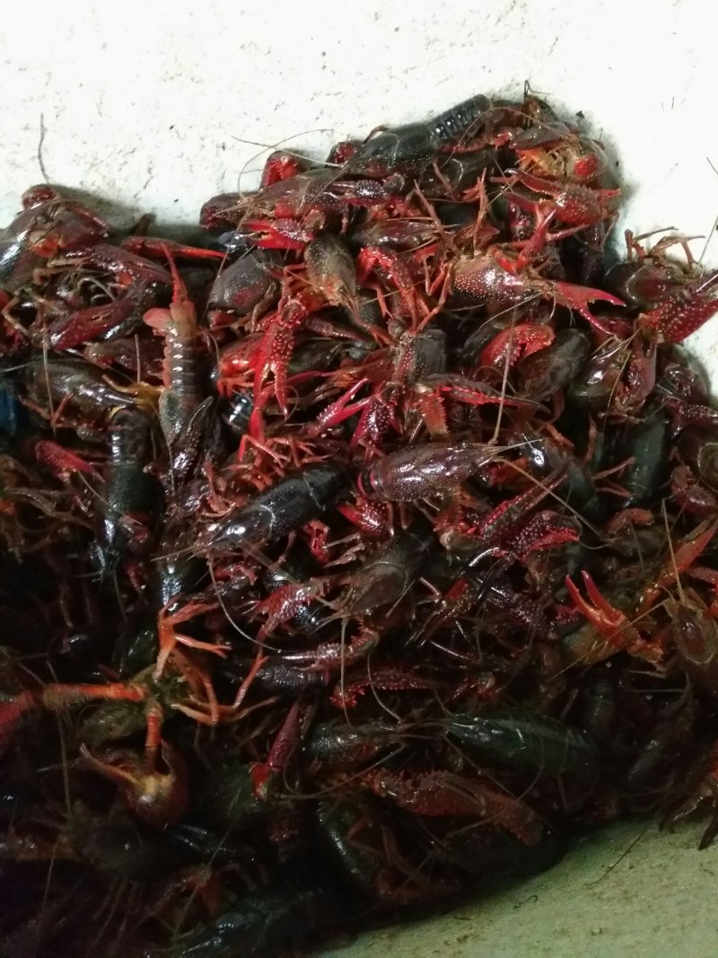 各种规格小龙虾