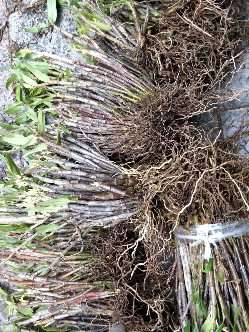 铜皮石斛、广西石斛
