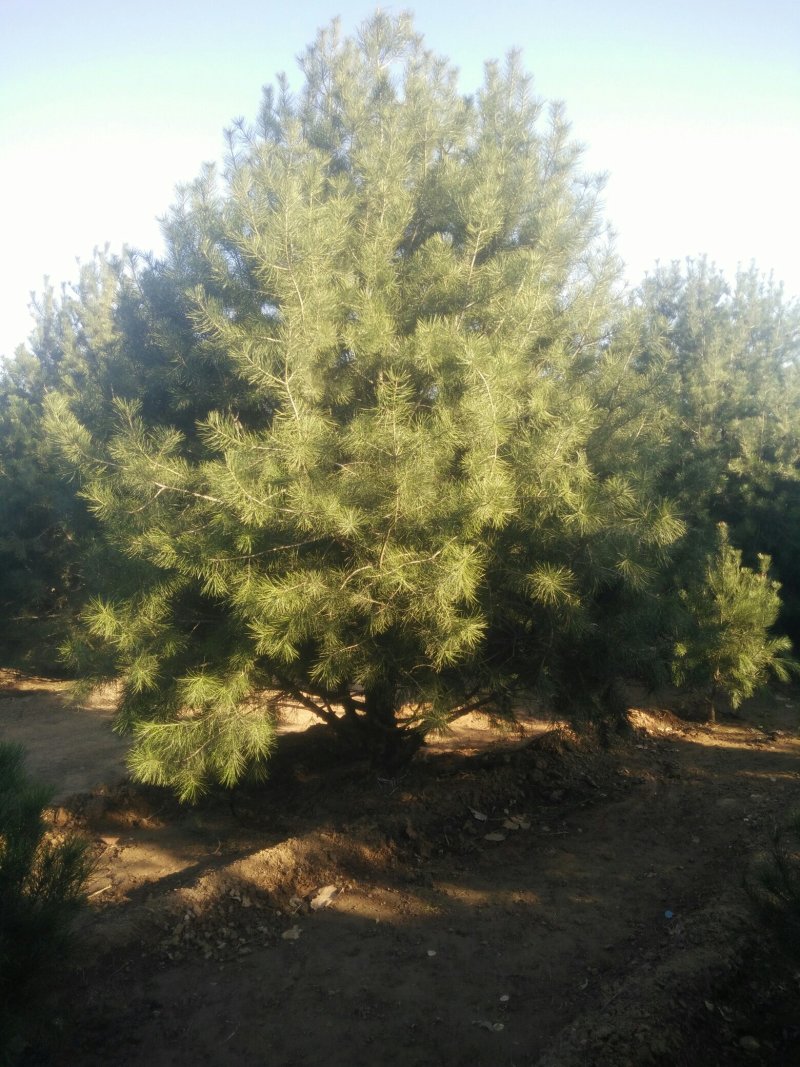 白皮松