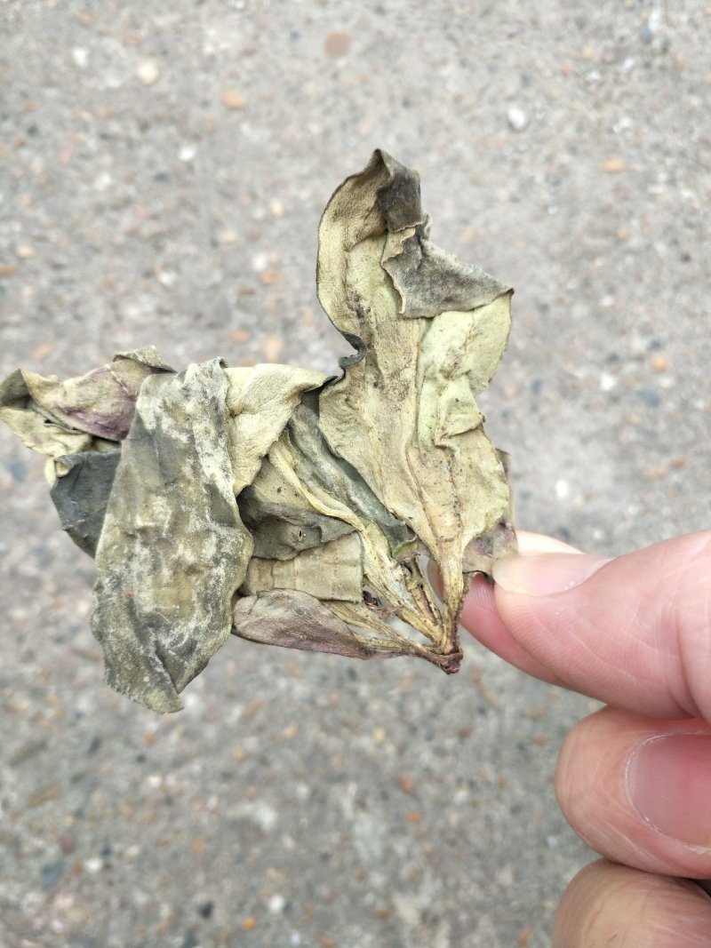 肺型草、中药材大瑶山一种中草药