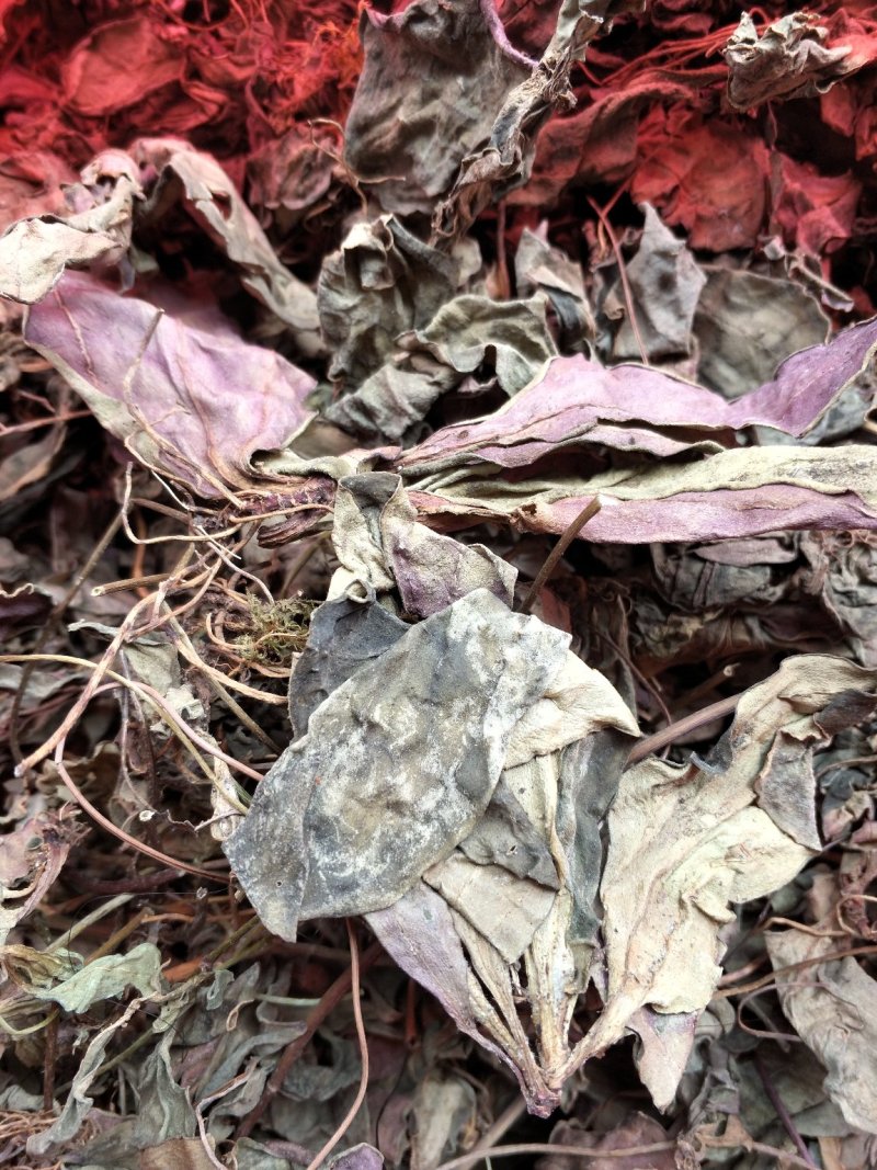 肺型草、中药材大瑶山一种中草药