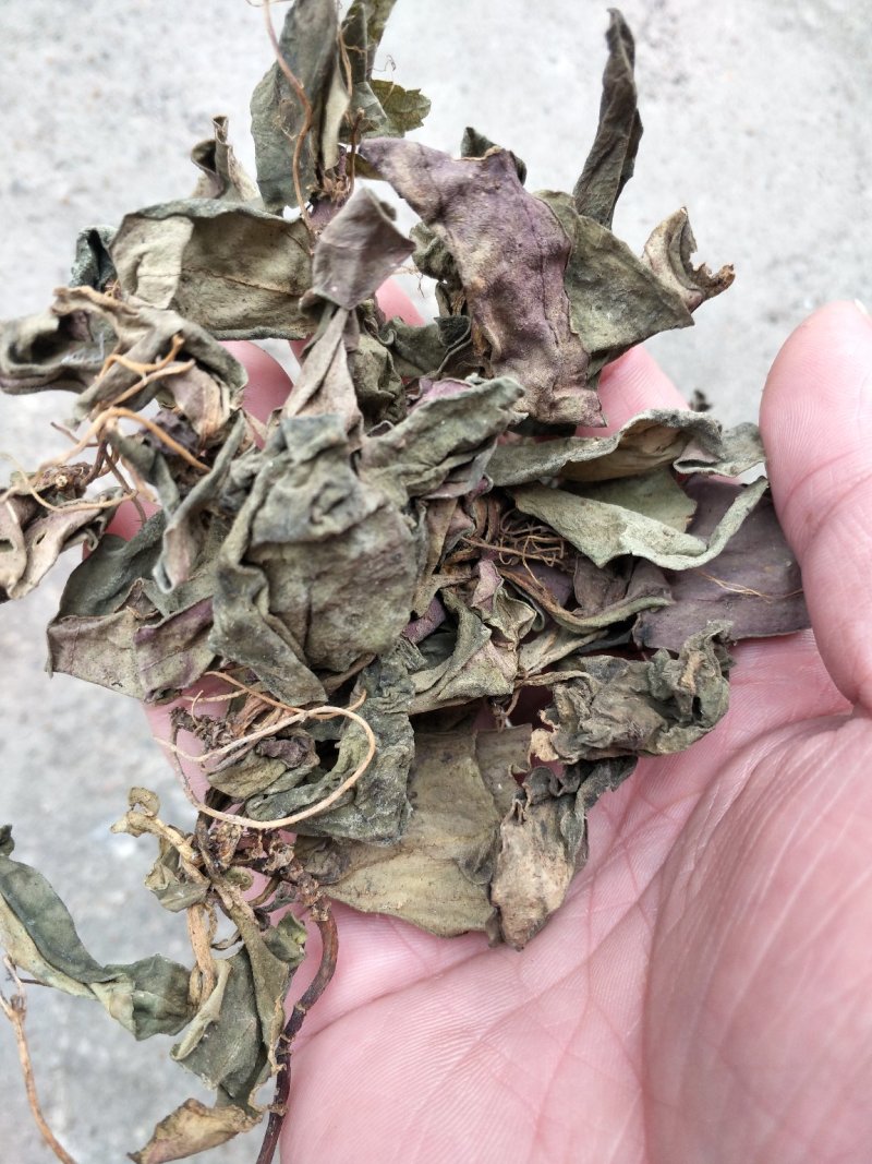肺型草、中药材大瑶山一种中草药