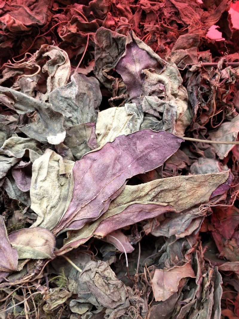 肺型草、中药材大瑶山一种中草药