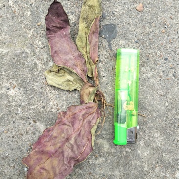 肺型草、中药材大瑶山一种中草药