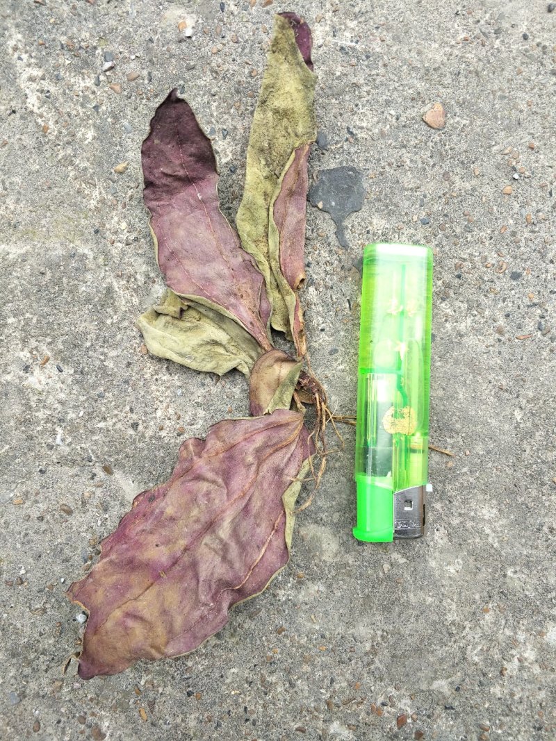 肺型草、中药材大瑶山一种中草药