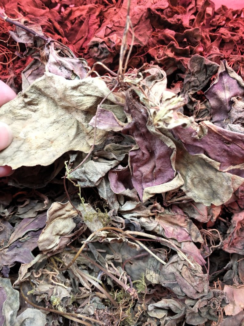 肺型草、中药材大瑶山一种中草药