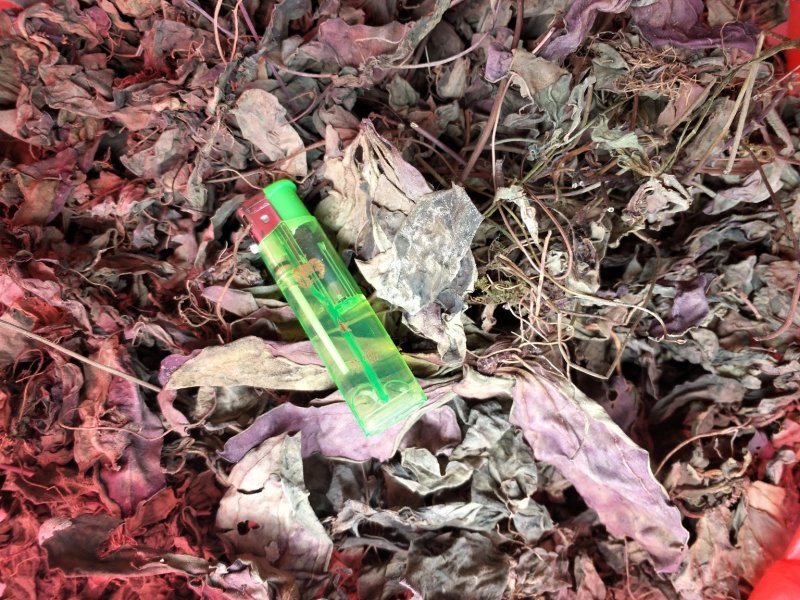 肺型草、中药材大瑶山一种中草药