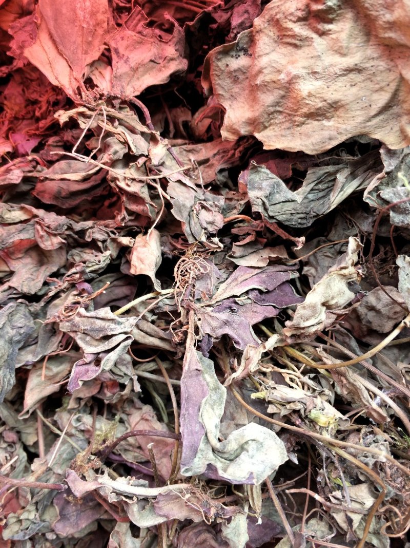 肺型草、中药材大瑶山一种中草药