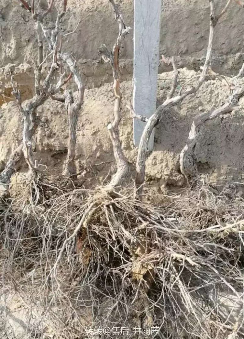 大葡萄树葡萄苗盆栽地栽占地葡萄苗