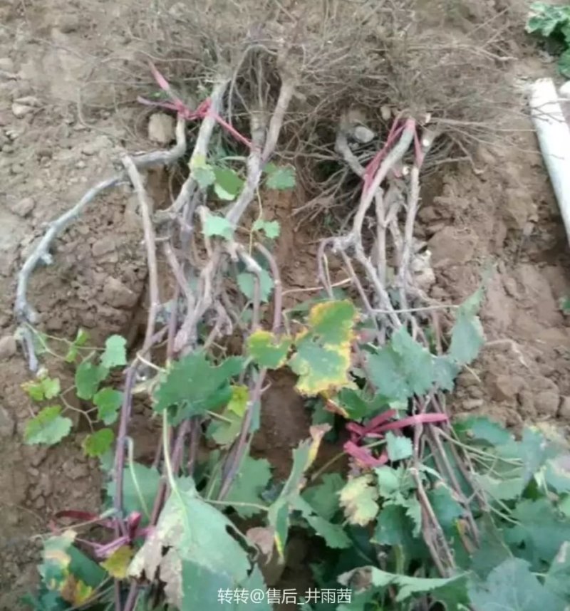 大葡萄树葡萄苗盆栽地栽占地葡萄苗