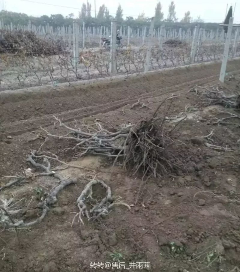大葡萄树葡萄苗盆栽地栽占地葡萄苗