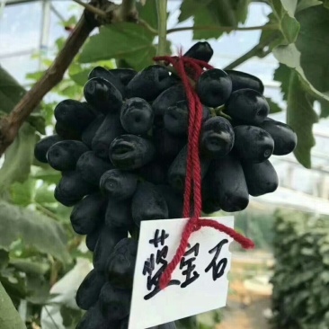 甜蜜蓝宝石葡萄苗