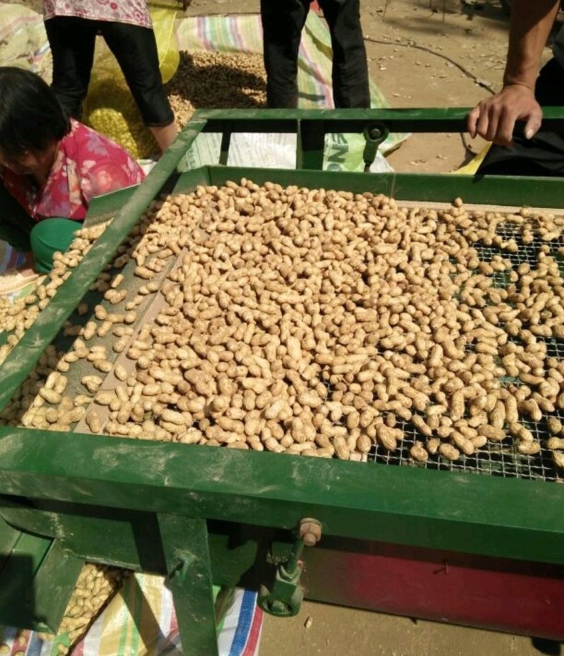 【精选】鲜花生，鲁花8号沙土花生，产地供应，一手货源