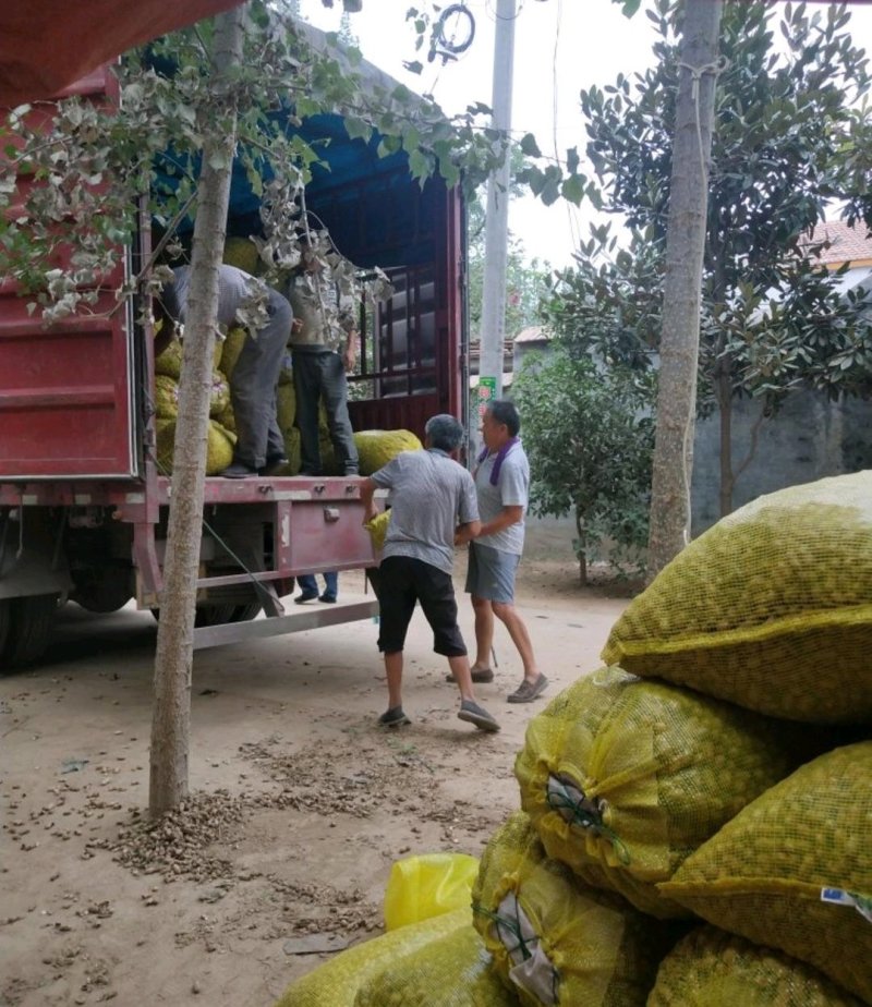 【精选】鲜花生，鲁花8号沙土花生，产地供应，一手货源