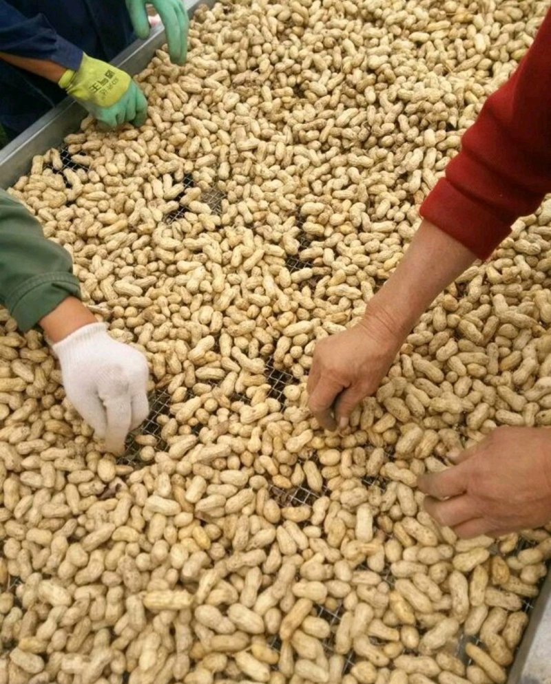 【精选】鲜花生，鲁花8号沙土花生，产地供应，一手货源