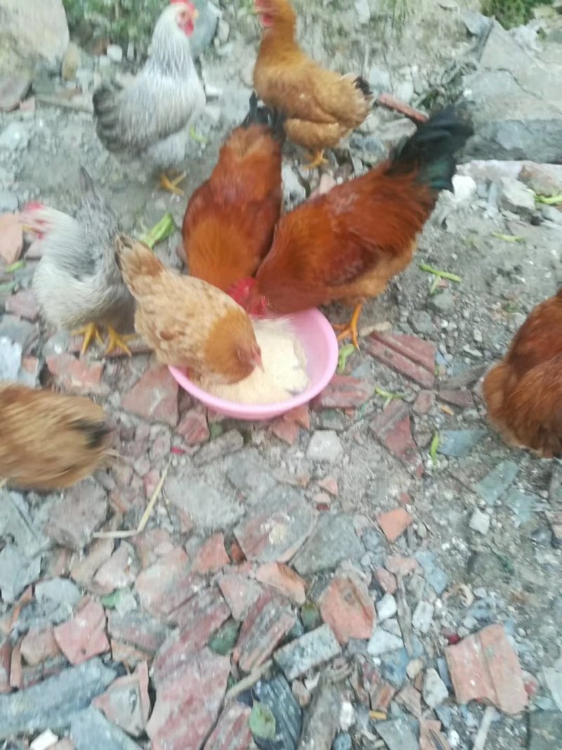 散养土鸡土鸡蛋绿壳鸡蛋