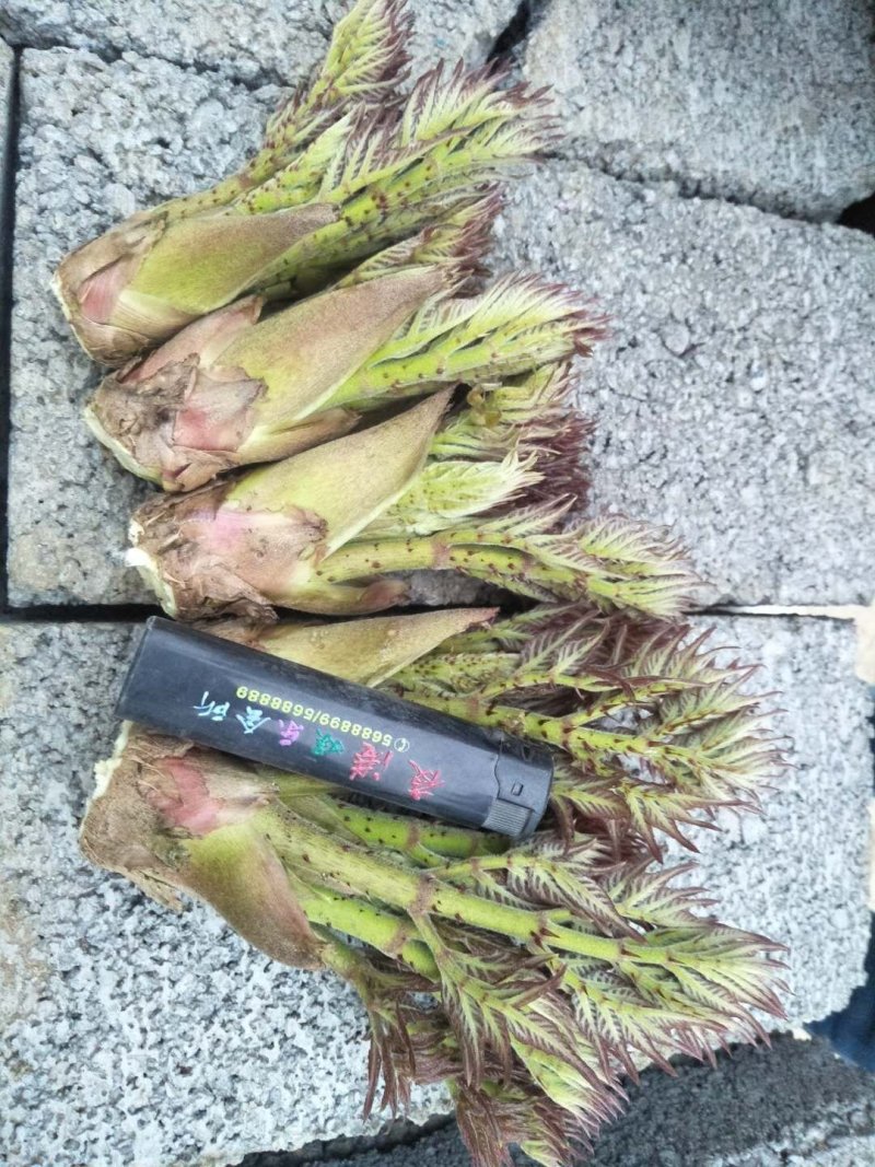 刺老芽开始预售中