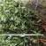 山苍子苗，山楜椒苗，大量苗出售，