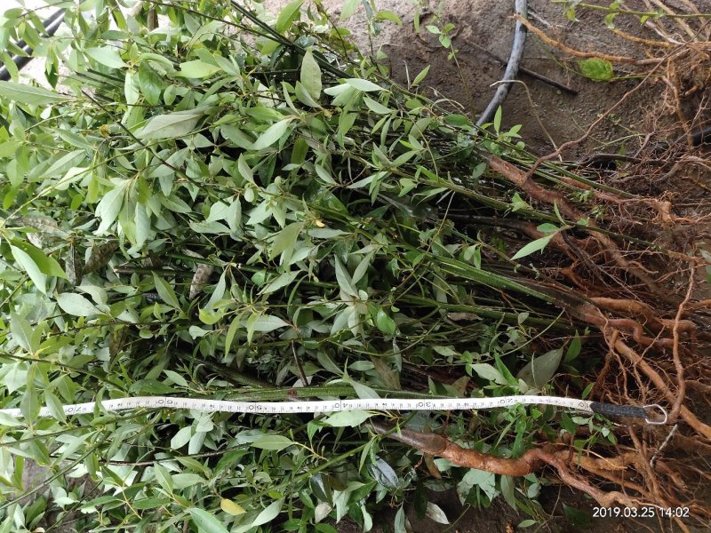 山苍子苗，山楜椒苗，大量苗出售，