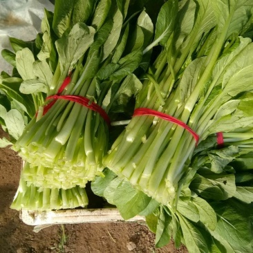菜芯精品菜芯菜苔可视频看菜