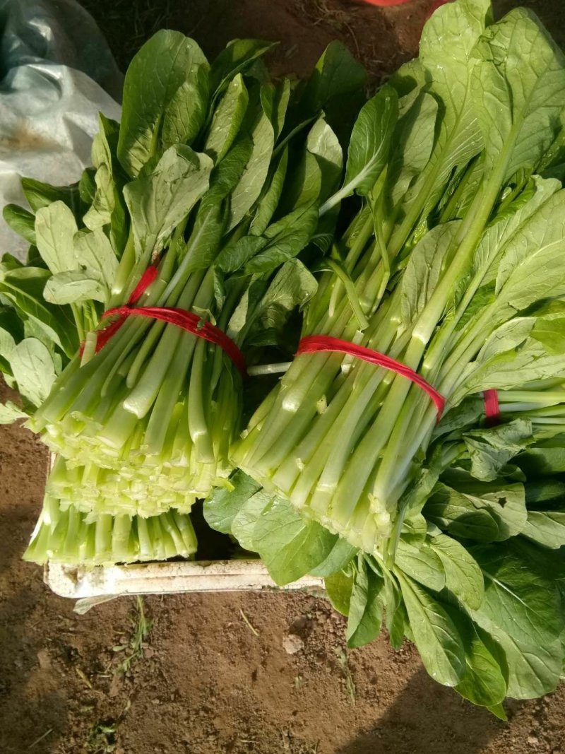 菜芯精品菜芯菜苔可视频看菜