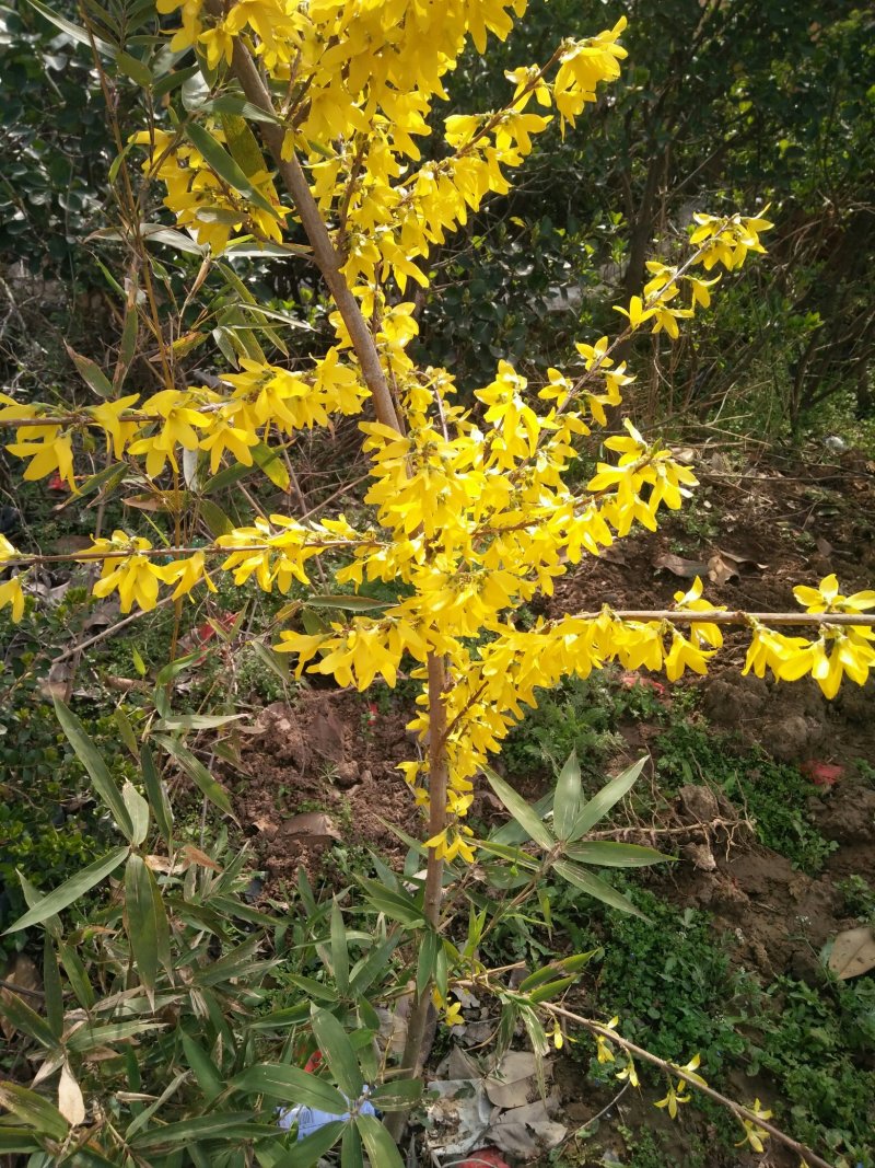 黄老虎苗，小苗，床苗，连翘苗