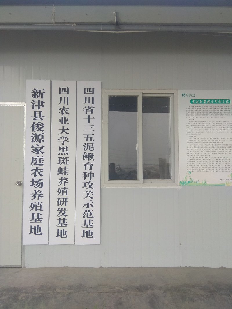 出售蛙苗蛙卵蝌蚪纯正优质价格低存活率高