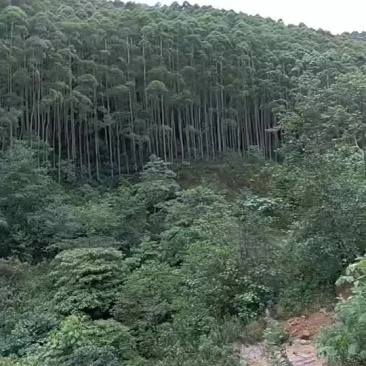 大量供应桉树
