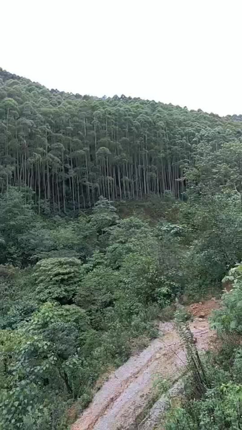 大量供应桉树