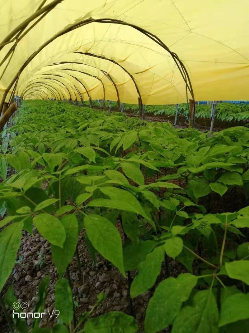 长白山西洋参小片泡水煲汤包邮东北土特产农家自产