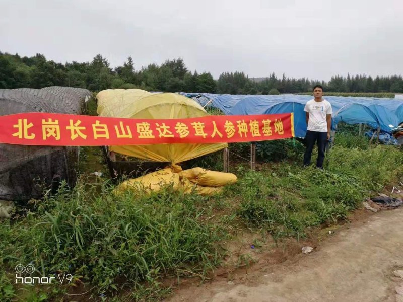 长白山西洋参小片泡水煲汤包邮东北土特产农家自产