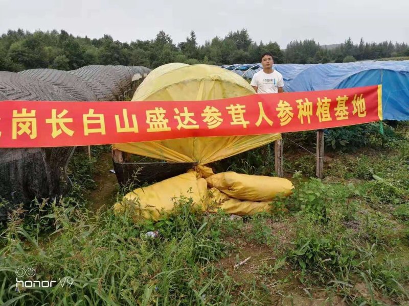 长白山西洋参小片泡水煲汤包邮东北土特产农家自产