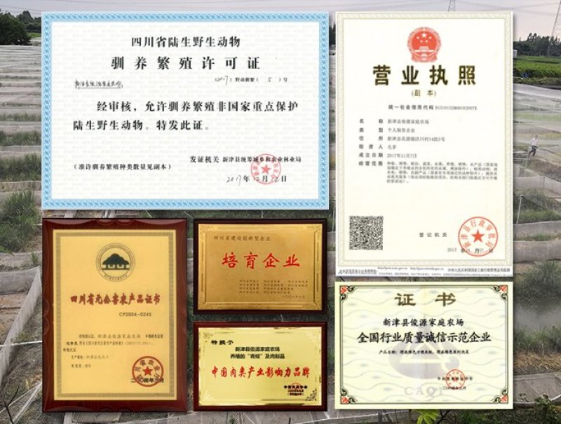 种苗出售蛙苗蛙卵蝌蚪纯正优质价格低存活率高
