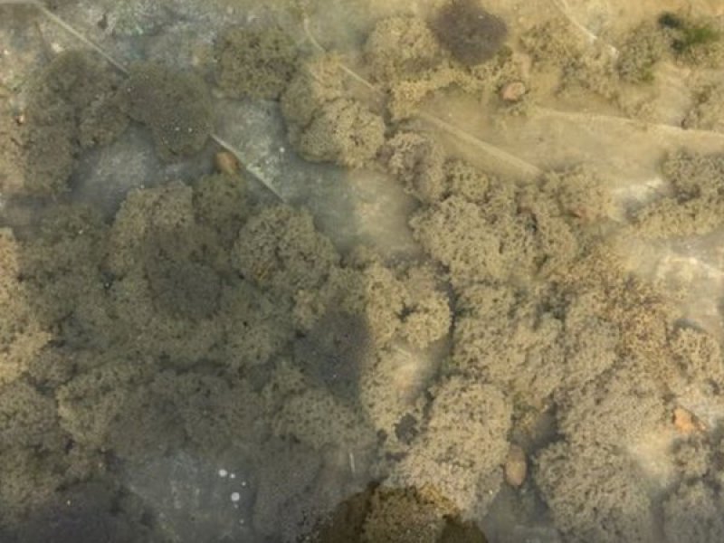 出售蛙苗蛙卵蝌蚪纯正优质价格低存活率高